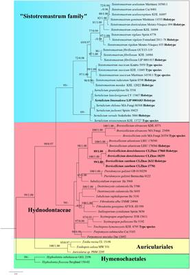 Outline, Divergence Times, and Phylogenetic Analyses of Trechisporales (Agaricomycetes, Basidiomycota)